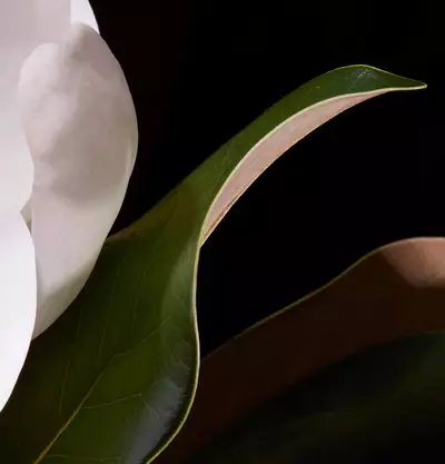 How to use Entirely Aurner Eau de Parfum
