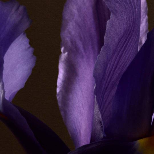 Floral Image