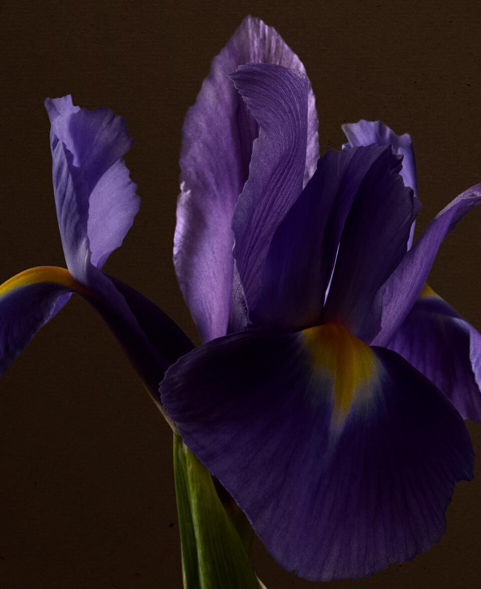 Nahaufnahme einer violetten Irisblute vor tiefbraunem Hintergrund.