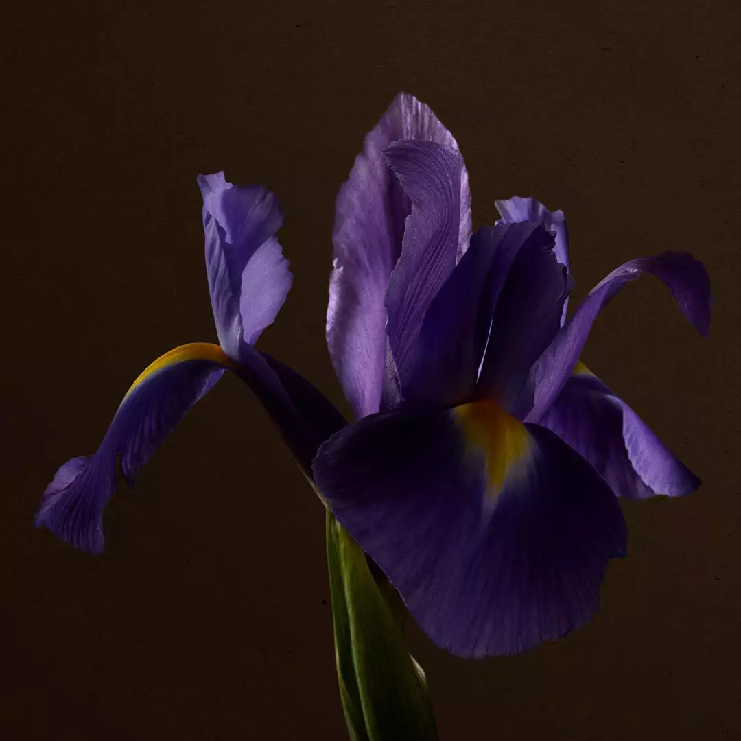 Close-up of a purple iris flower with yellow markings against a dark brown background.