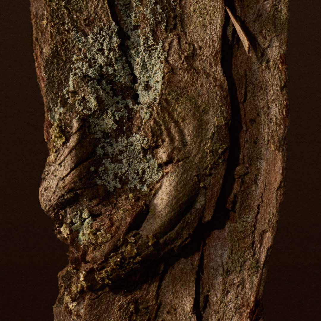 Woody Image